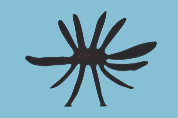 Kraken marketplace