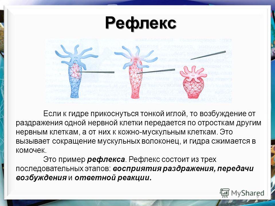 Kraken как найти ссылку